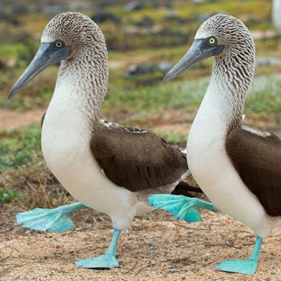 TSC-Cruises Galapagos 2020